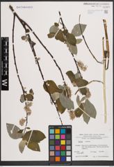 Foto von Salix caprea L.